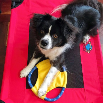 Dog Beds