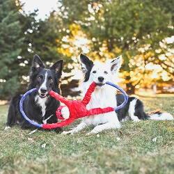 tugs duo dogs
